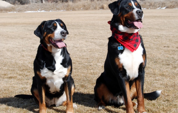 Два больших швейцарских зенненхунда в поле