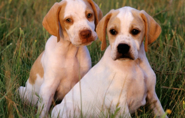 Два щенка Пойнтер сидят на траве