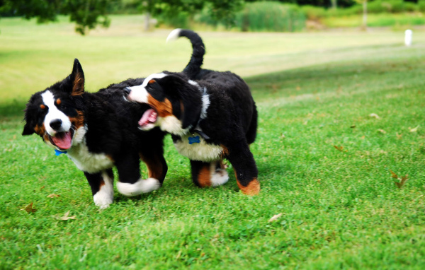Two puppies Bernese Mountain dog playing on grass