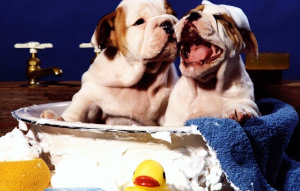 Щенки шарпея принимает ванну