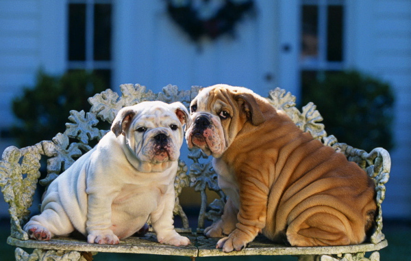 Два шарпея сидят на скамейке