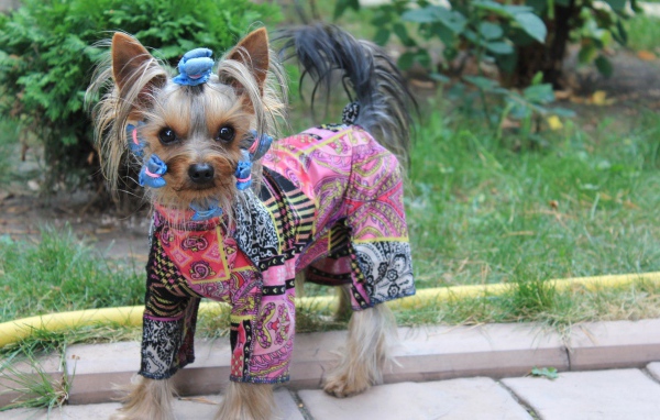 Очень модная собака