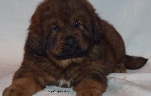 Очень маленький щенок тибетского мастифа