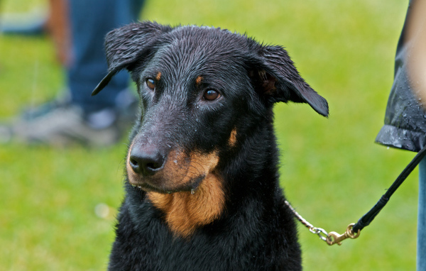 Мокрый босерон на поводке