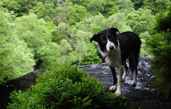 Мокрая бордер-колли на скале