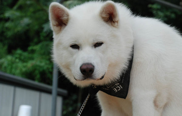 Белая взрослая акита-ину