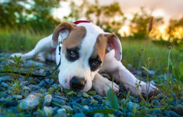 Белый боксёр лежит на камнях