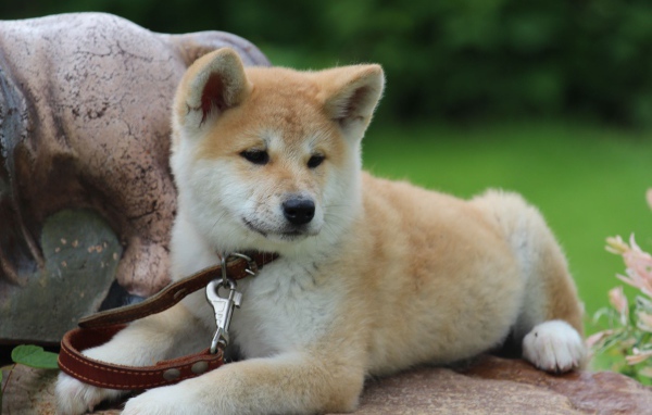 Молодая акита-ину на камне