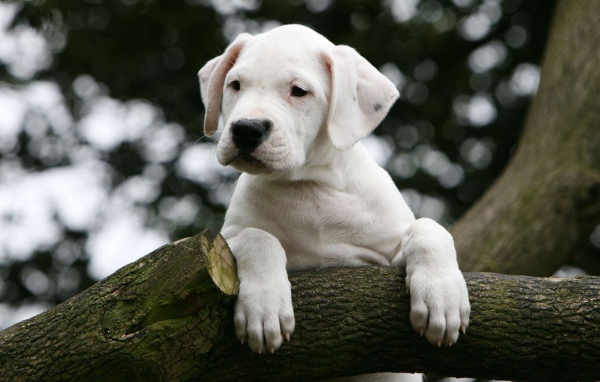 Молодой аргентинский дог на дереве