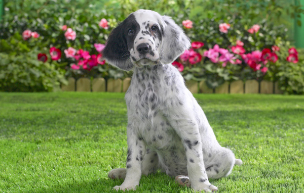 Молодой английский сеттер на фоне цветов