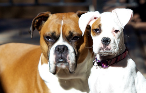 Молодой и взрослый боксеры