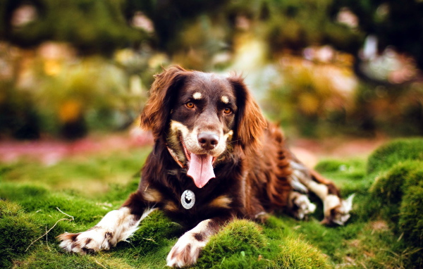 Молодая красивая австралийская овчарка