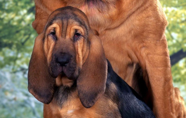 Молодой бладхаунд с мамой