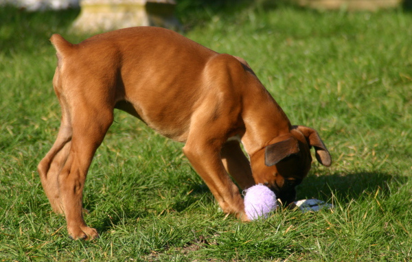 Молодой боксёр грызёт игрушку