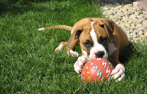 Молодой боксёр с мячом