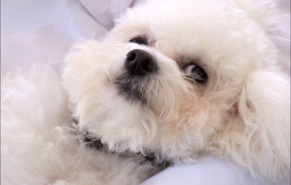 Молодая собака породы бишон-фриз отдыхает