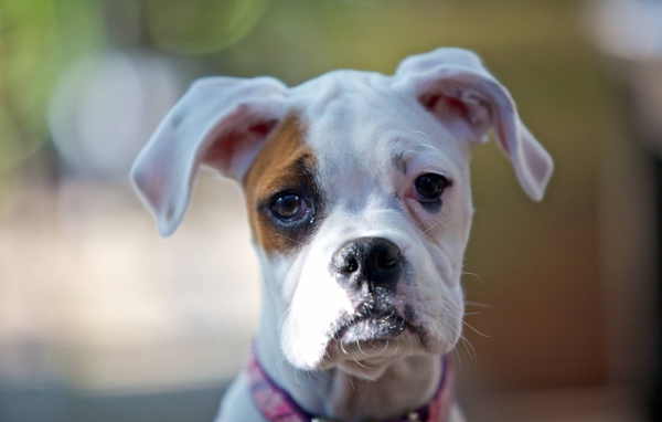 Молодой белый боксёр