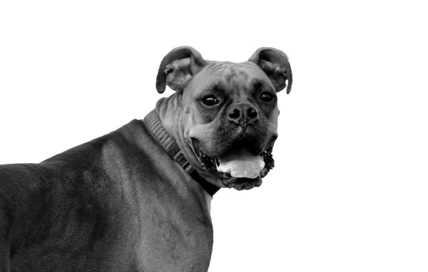 Красивый боксёр, чёрно-белое фото