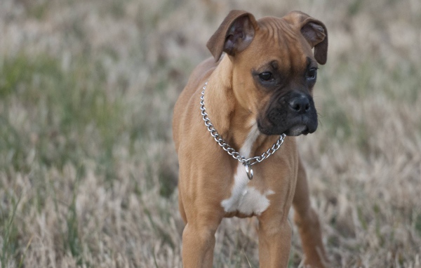 Красивый щенок боксёра кого-то увидел