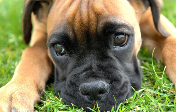 Щенок боксёра задумался о чём-то