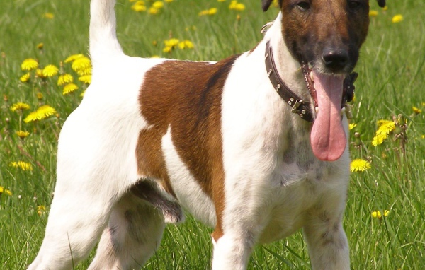 Фокстерьер на поле