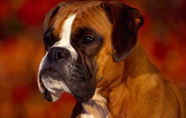 Портрет серьёзного боксёра