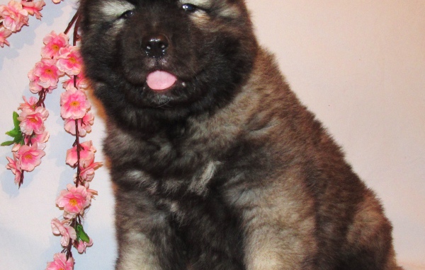 Кавказской овчарки щенок на розовом фоне