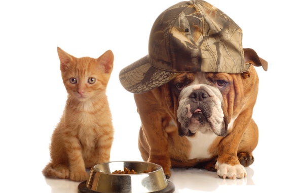 Рыжий котенок и бульдог