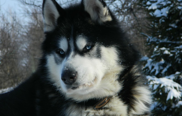 Серьёзный аляскинский маламут