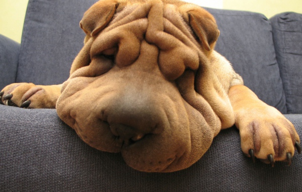 Шарпей спит на диване