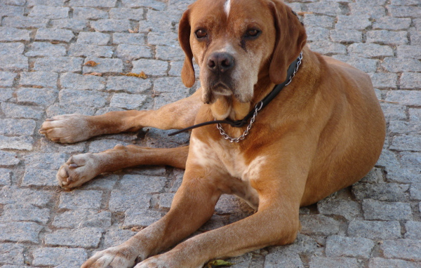 Португальский коричневый Пойнтер