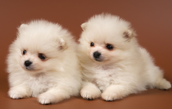 puppies Chow-Chow 