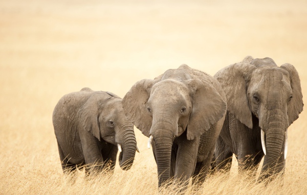 Слоны идут по саванне