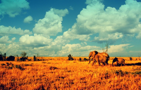 Слоны в саванне
