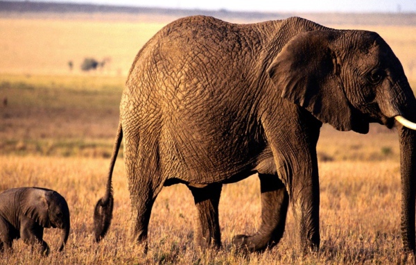 Мама слониха и её детеныш