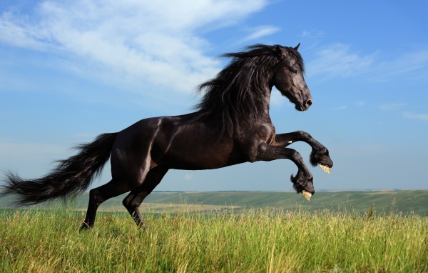 Красивая чёрная лошадь