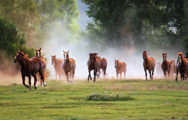 Большой табун лошадей