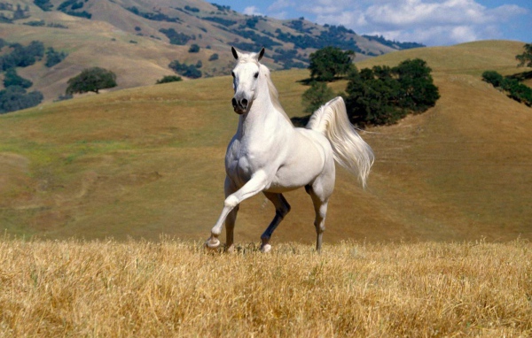 Танцующая лошадь