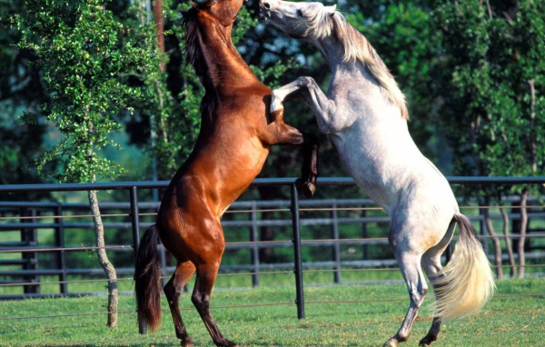 Танцы лошадей