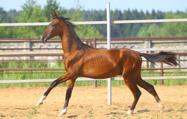 Донская лошадь