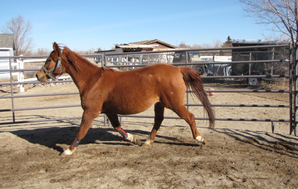 Толстая лошадь