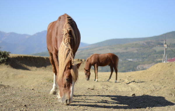Прекрасные лошади