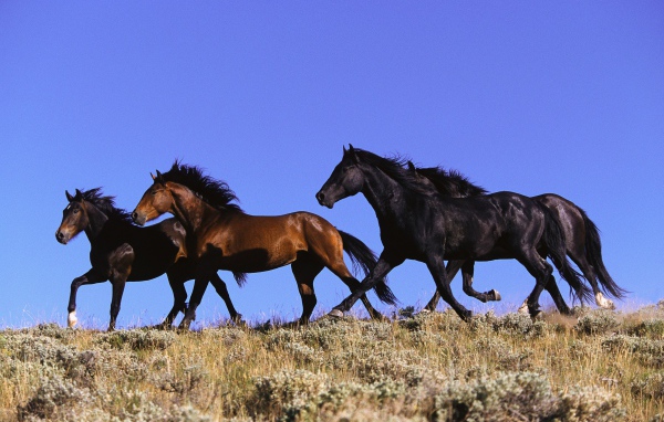 Четыре лошади