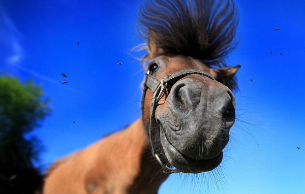 Лошадь смешная