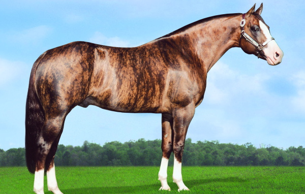 Золотая лошадь