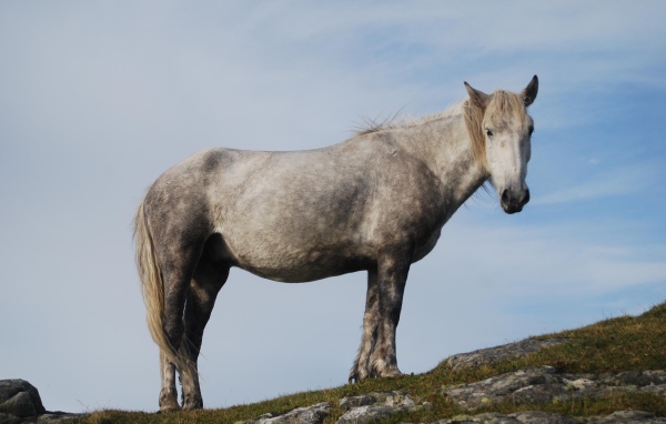 Серая лошадь