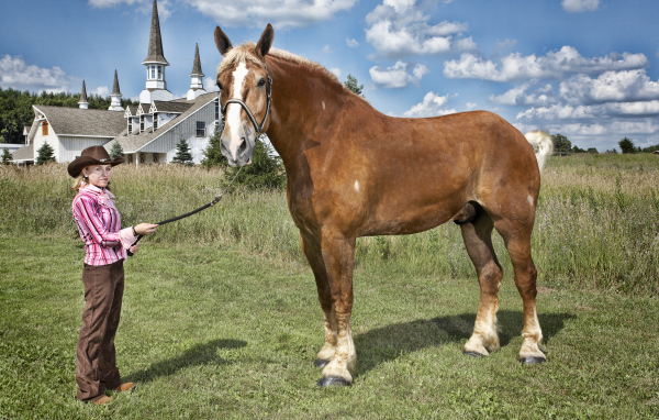 Высокая лошадь