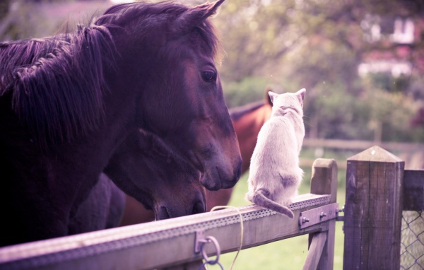 Лошадь и кошка