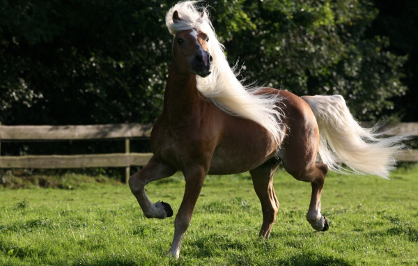 Лошадь домашняя