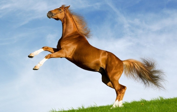 Лошадь моей мечты